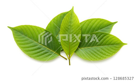 leaf, green, foliage 128685327