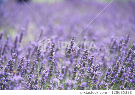 Lavender fields at Oishi Park, Lake Kawaguchi 128685388