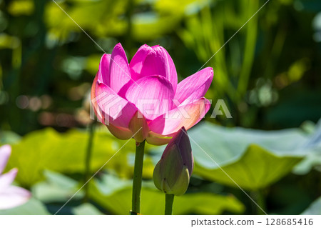 Chusonji lotus flowers blooming in Ofunato City, Iwate Prefecture Chusonji lotus flowers blooming in Ofunato City, Iwate Prefecture 128685416