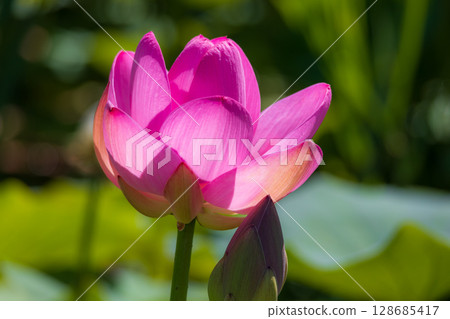 Chusonji lotus flowers blooming in Ofunato City, Iwate Prefecture 128685417
