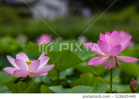 大船渡市中尊寺蓮花盛開 大船渡市中尊寺蓮花盛開 128685440