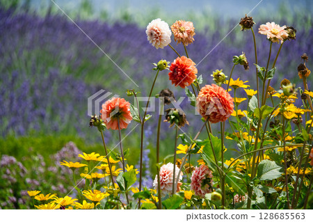Flower field of Kawaguchiko Oishi Park Flower field of Kawaguchiko Oishi Park 128685563