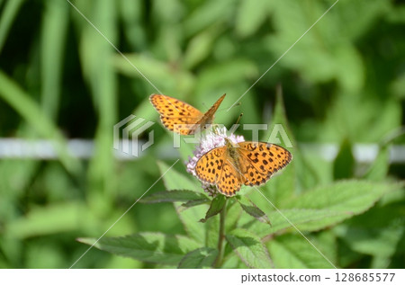 Miyama Monchigo 128685577