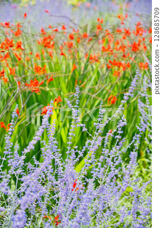 Flower field of Kawaguchiko Oishi Park Flower field of Kawaguchiko Oishi Park 128685709