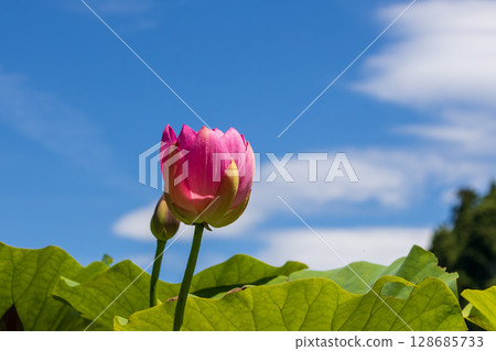 中尊寺的夏日天空和蓮花 128685733