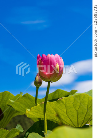 中尊寺的夏日天空和蓮花 中尊寺的夏日天空和蓮花 128685735