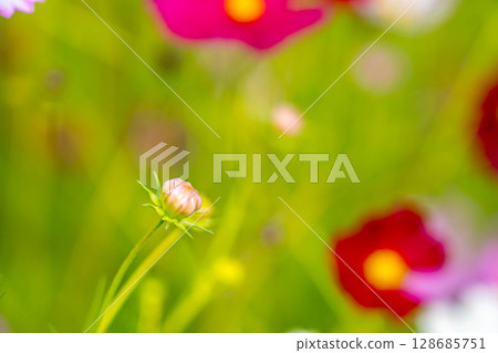 Autumn buds 128685751