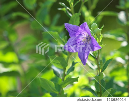 花園裡盛開的一朵風鈴草 128686014