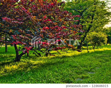 東京江東區夢幻島公園風景 128686015
