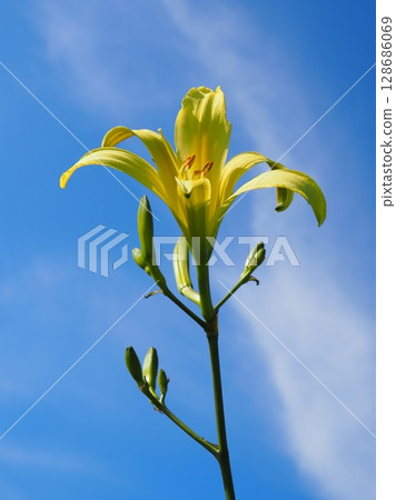 Evening lilies (20250713160209) Evening lilies (20250713160209) 128686069