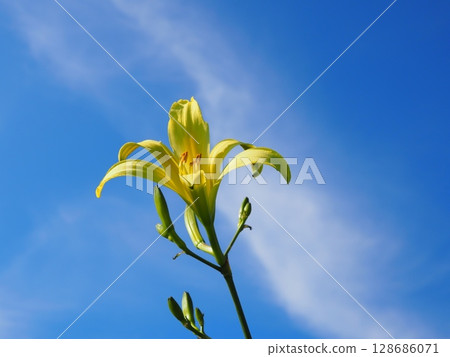 Day sedge, blue sky and clouds (20270713160144) 128686071