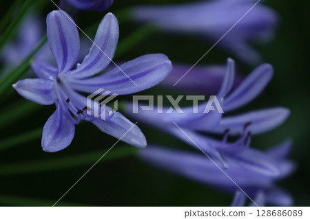 Radiating flowers, 128686089