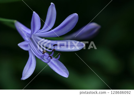 Radiating flowers, Radiating flowers, 128686092