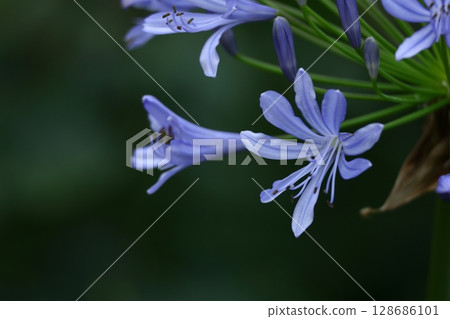 Radiating flowers, 128686101