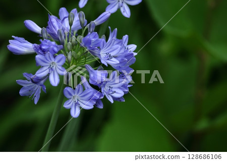 Radiating flowers, 128686106