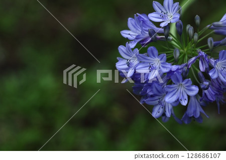 Radiating flowers, 128686107