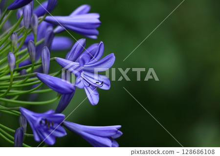 Radiating flowers, Radiating flowers, 128686108