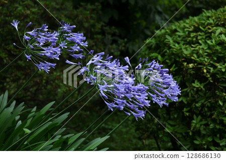 Blooming radially Blooming radially 128686130
