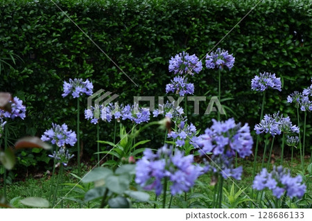 放射狀綻放 放射狀綻放 128686133