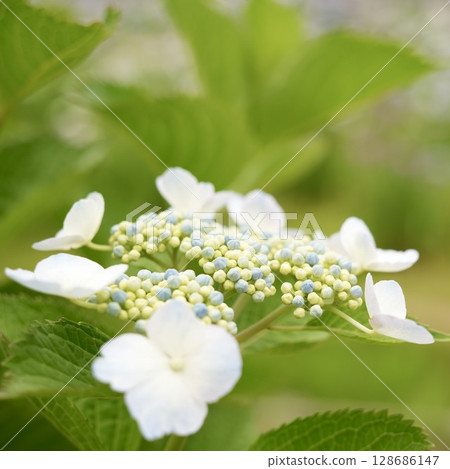 大葉繡球花－雨季盛開的花朵 128686147