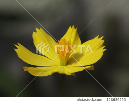盛開的明黃色波斯菊 盛開的明黃色波斯菊 128686233