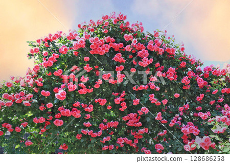Beautiful dark pink climbing rose Beautiful dark pink climbing rose 128686258