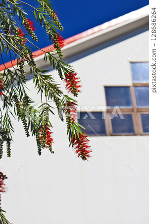 Callistemon sieboldii, a brush-like plant with red flowers 128686264