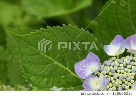 淡紫色繡球花,美麗的漸層花,雨季 淡紫色繡球花,美麗的漸層花,雨季 128686282