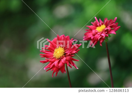 Colorful large flower 128686313
