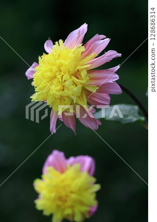 Colorful large flower Colorful large flower 128686314