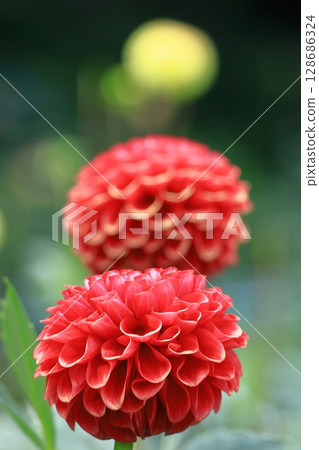 Colorful large flower 128686324