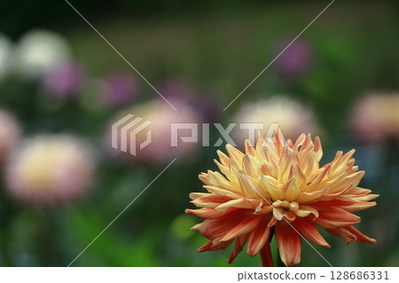 五顏六色的大花 128686331