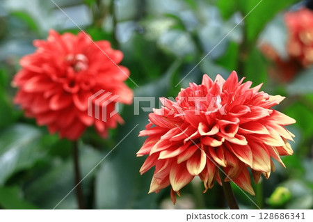 Colorful large flower 128686341