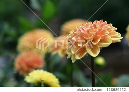 五顏六色的大花 128686352