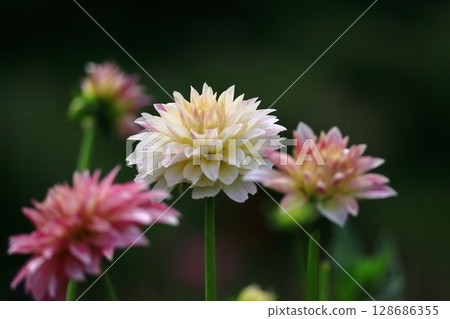 Colorful large flower 128686355