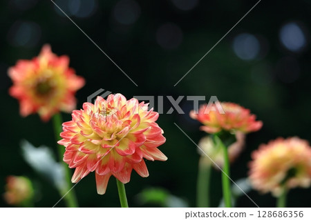 Colorful large flower 128686356