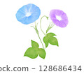 牽牛花插圖：兩朵藍色和紫色的花 128686434