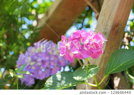 Hydrangeas in Kamakura, Kanagawa Prefecture Hydrangeas in Kamakura, Kanagawa Prefecture 128686449