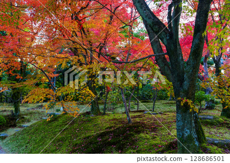 京都的秋天, Hokongoin 花園, 秋天, 秋葉, 池塘, Hokongoin, 寺廟, 花園池塘, 楓樹, 花園, 京都, 秋葉 128686501