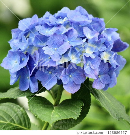 雨季盛開的美麗藍色繡球花，初夏的花朵 128686557