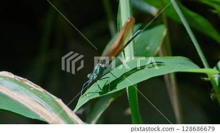 Japanese river dragonfly orange Japanese river dragonfly orange 128686679
