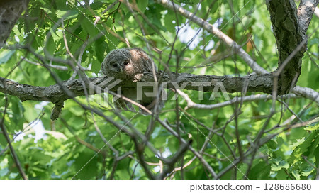 Ezo owl juvenile 128686680