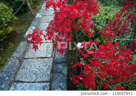 The approach to the Great Temple surrounded by autumn leaves 128687641