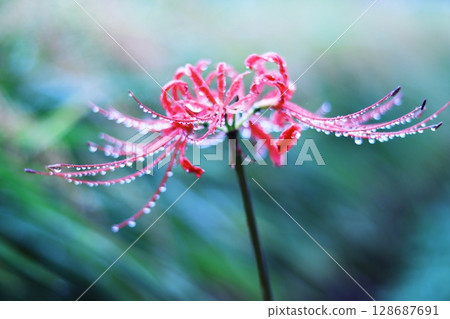 Higiflower with waterdrop Higiflower with waterdrop 128687691