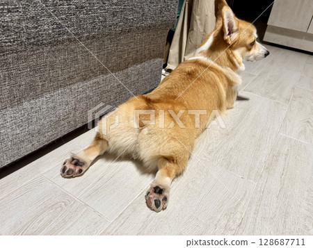 A happy corgi is relaxing at home with its paws outstretched. High quality photo A happy corgi is relaxing at home with its paws outstretched. High quality photo 128687711