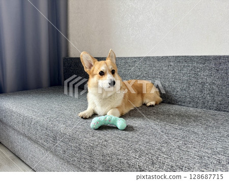 A serious corgi is relaxing on a gray sofa at home with his toy. High quality photo A serious corgi is relaxing on a gray sofa at home with his toy. High quality photo 128687715