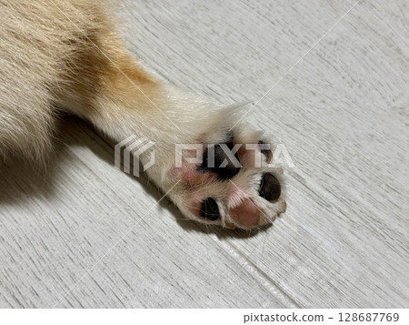 close-up of a corgi paw. High quality photo close-up of a corgi paw. High quality photo 128687769