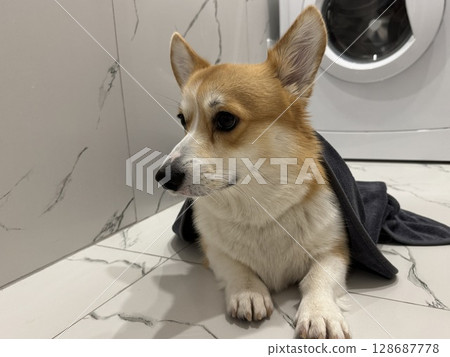A satisfied corgi is lying in the bathroom. High quality photo 128687778