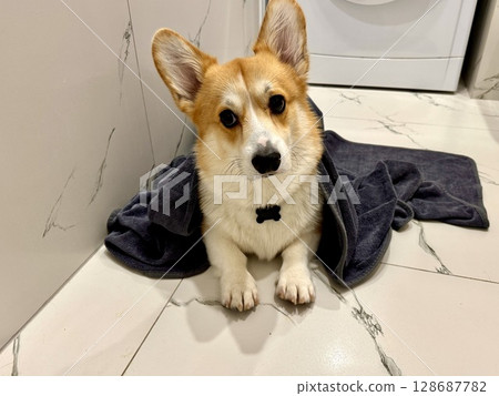 A satisfied corgi is lying in the bathroom. High quality photo 128687782