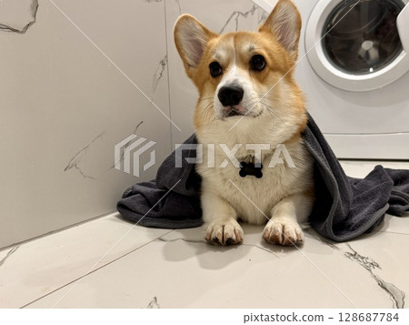 A satisfied corgi is lying in the bathroom. High quality photo A satisfied corgi is lying in the bathroom. High quality photo 128687784
